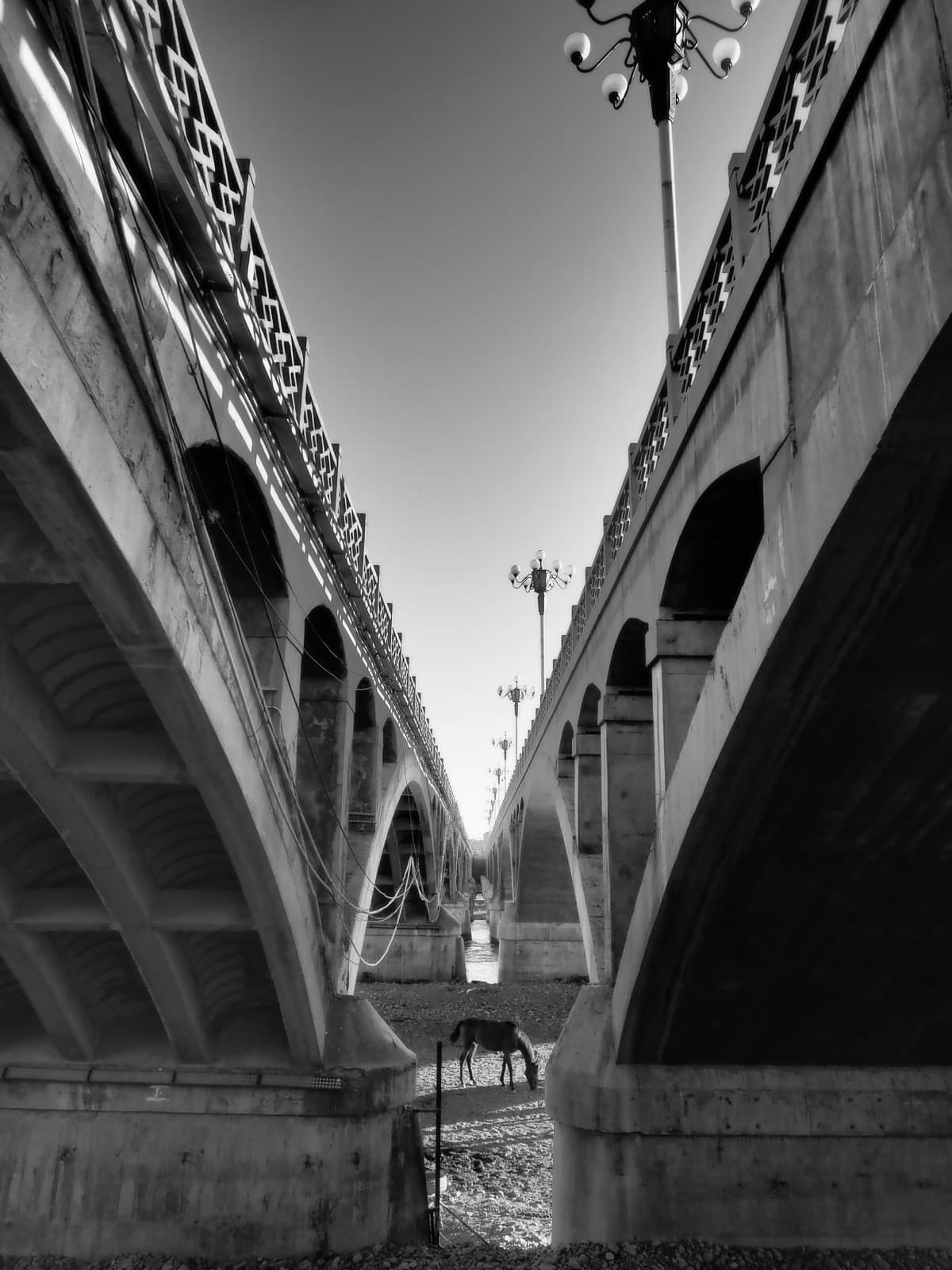 The horses resting in the shadows beneath the bridge